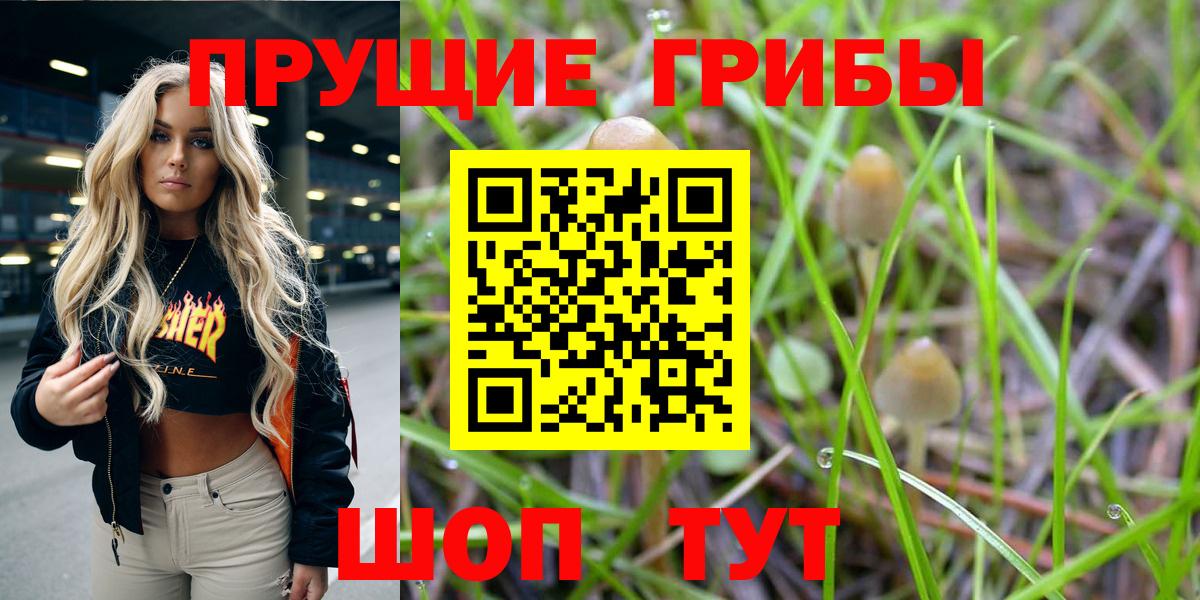 Галлюциногенные грибы Psilocybe  Вход с VPN  Кировск 